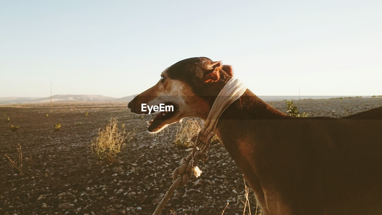 Side view of a dog looking away