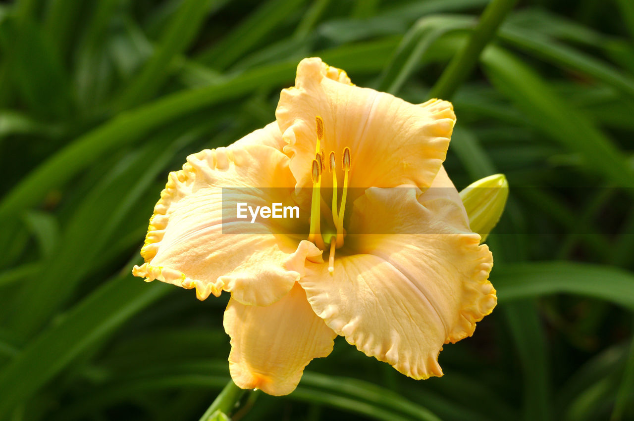 CLOSE-UP OF YELLOW ROSE PLANT