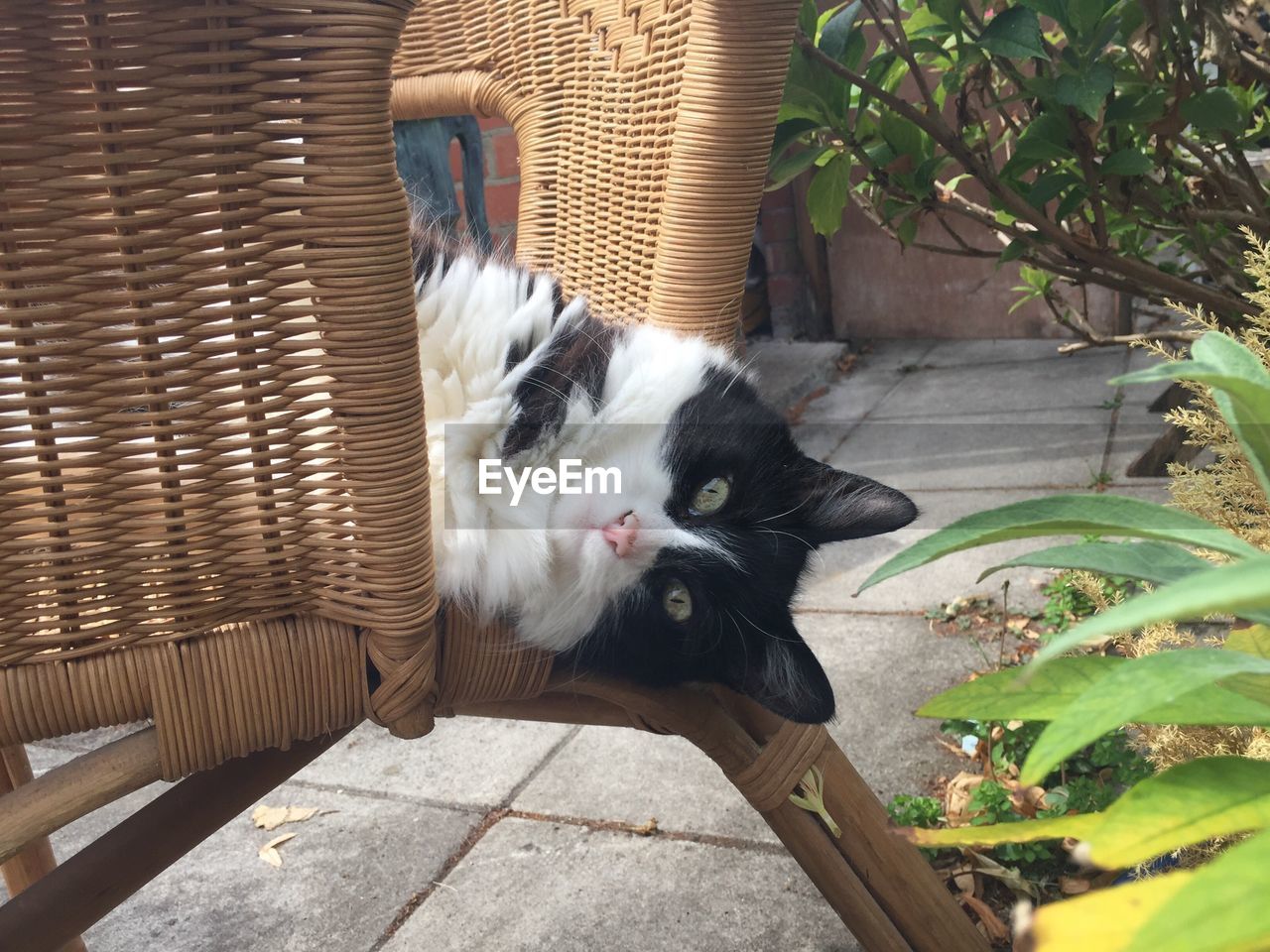 Cat peeking out from a chair