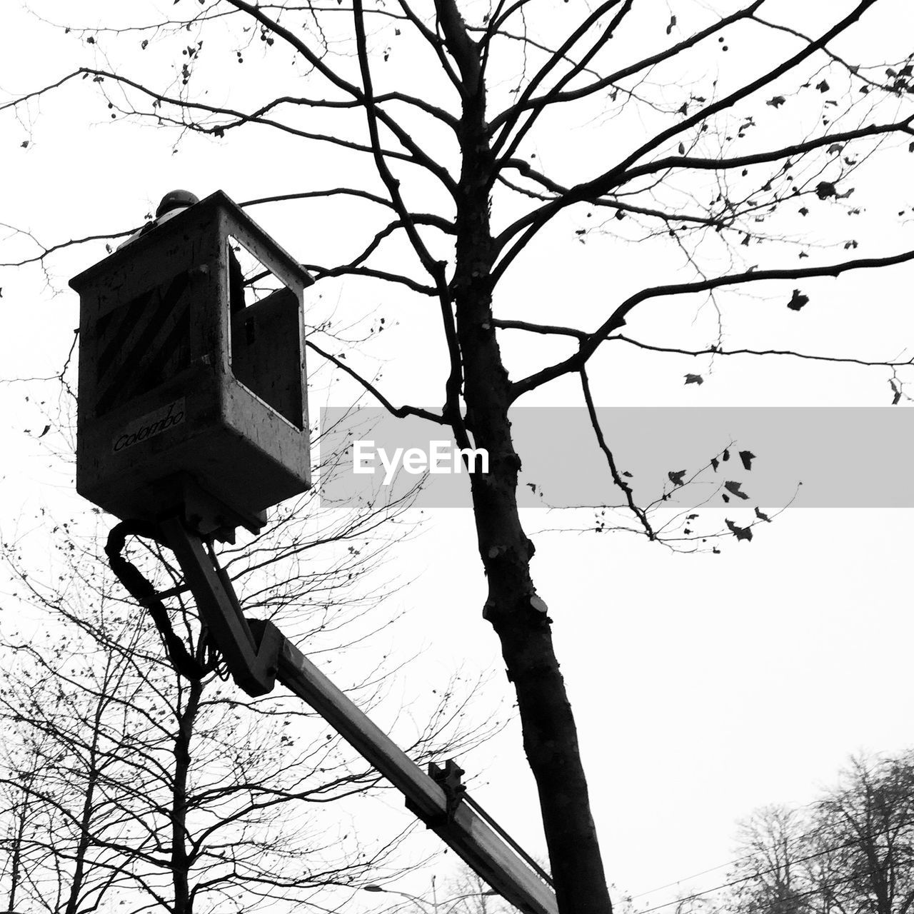 LOW ANGLE VIEW OF BARE TREES AGAINST THE SKY