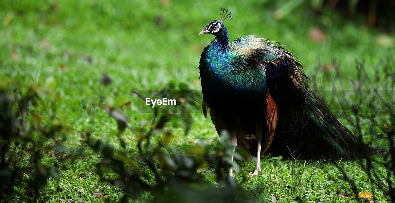 Close-up of bird on field