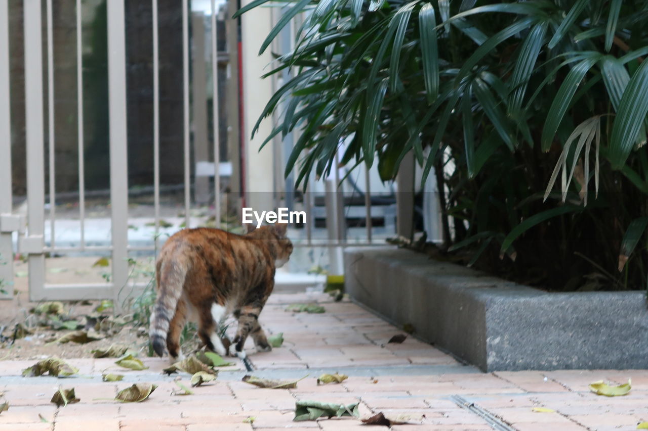 CAT STANDING IN THE FOOTPATH