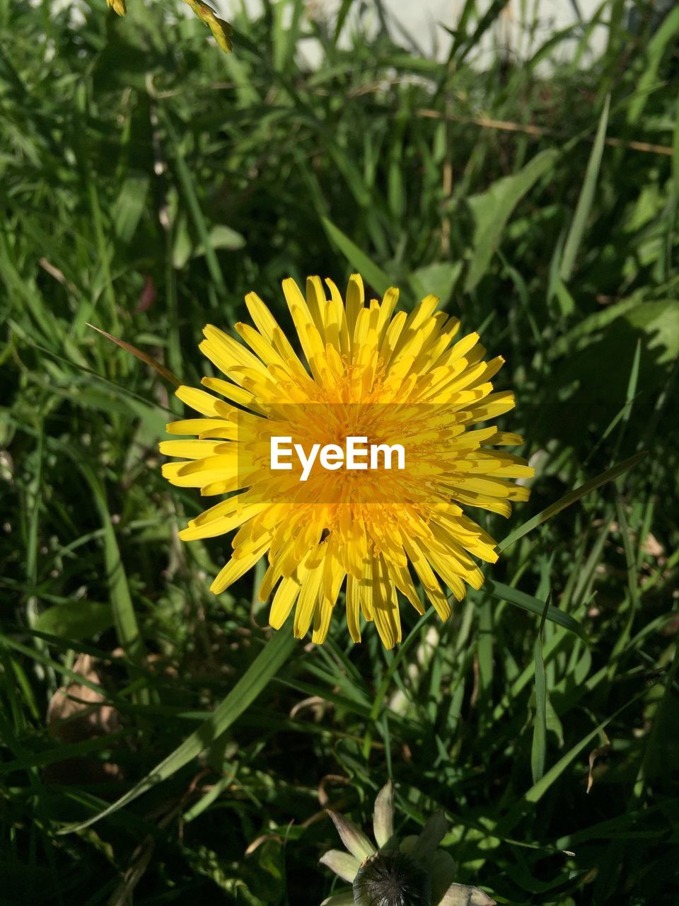 Close-up of yellow flower blooming outdoors