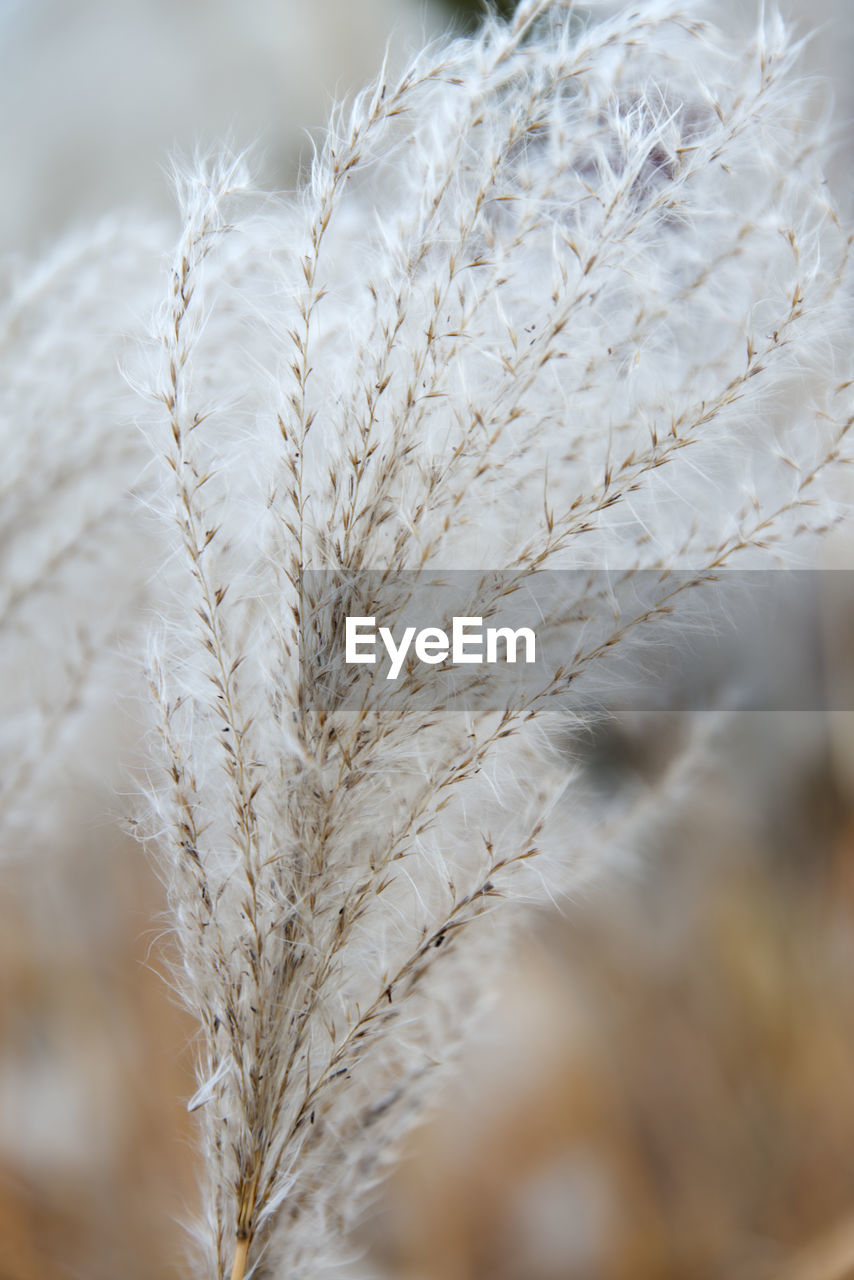 Close-up of wheat field