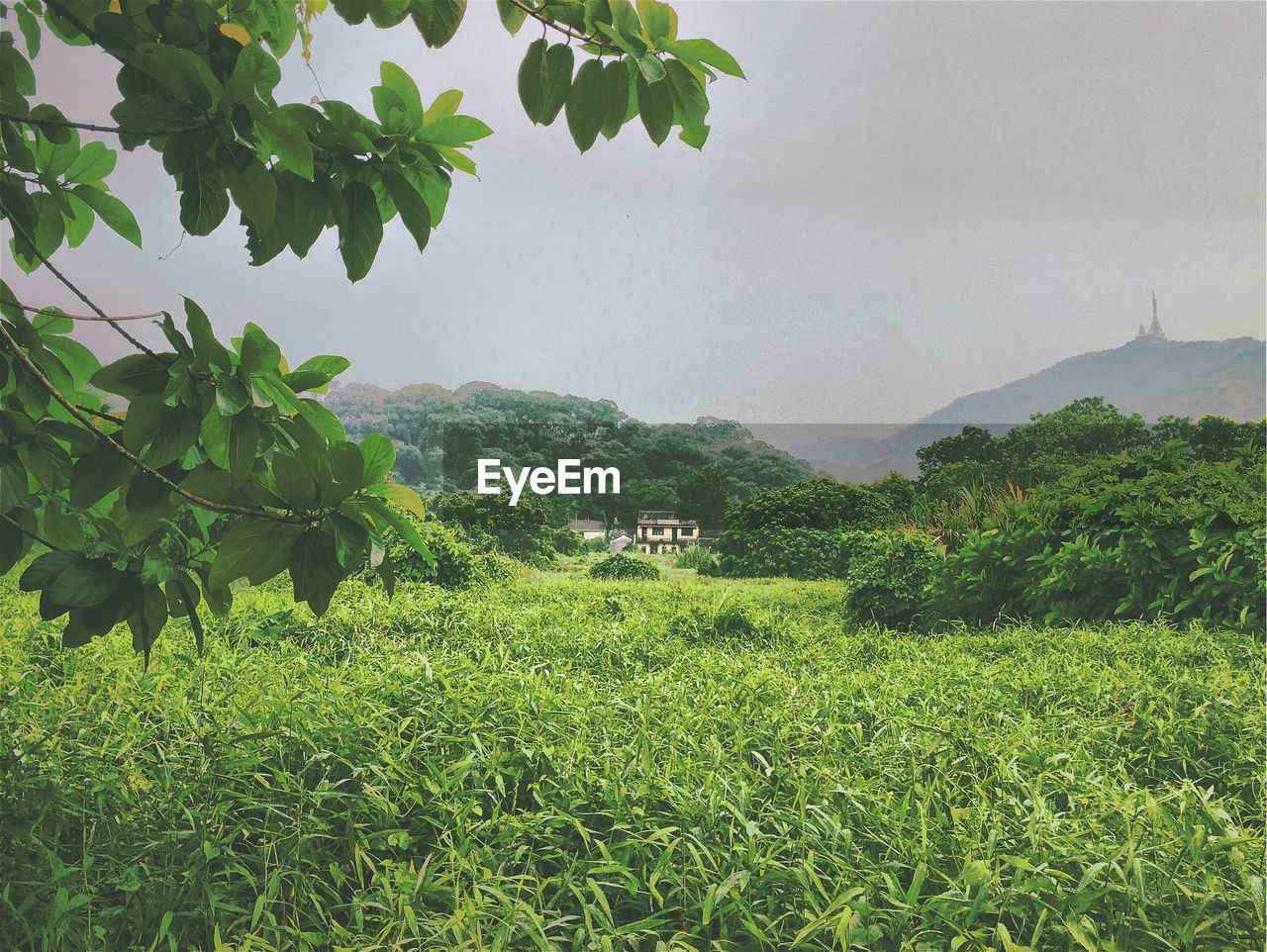 Scenic view of grassy field against sky