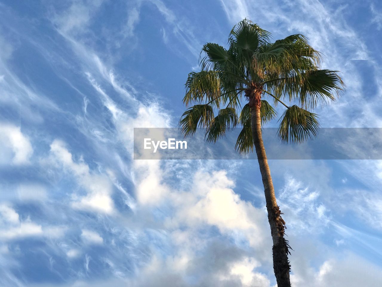 LOW ANGLE VIEW OF PALM TREE AGAINST CLOUDS