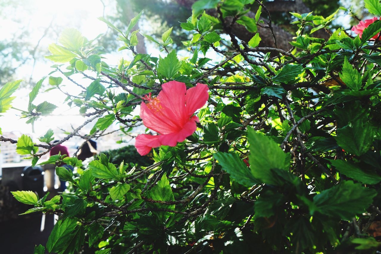 CLOSE-UP OF PINK FLOWERS BLOOMING ON PLANT