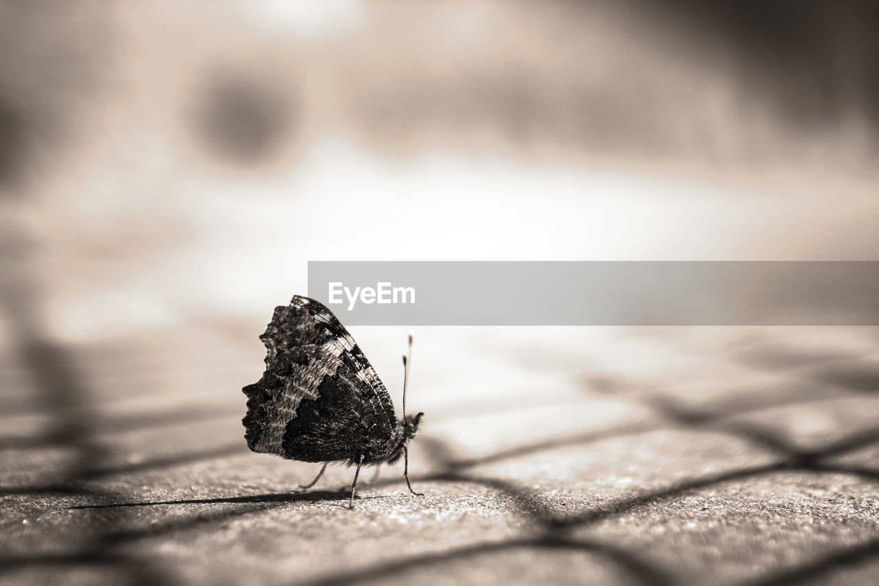 black, close-up, butterfly, macro photography, monochrome, moths and butterflies, animal, white, nature, selective focus, black and white, insect, animal wildlife, no people, animal themes, monochrome photography, leaf, one animal, wildlife, day, shadow, outdoors, light, sunlight, animal wing, beauty in nature