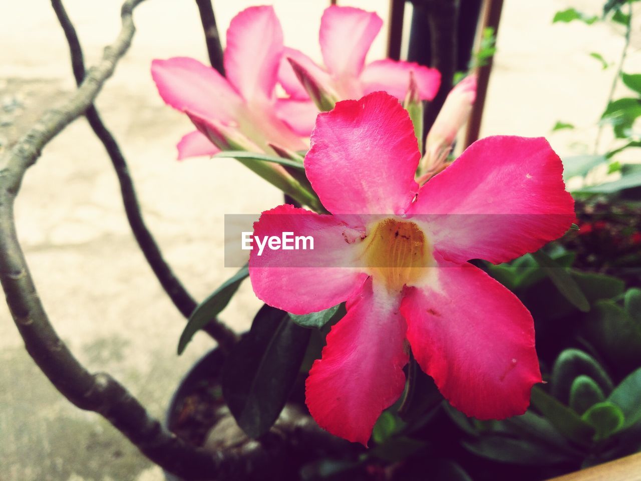 Close-up of pink flowering plant