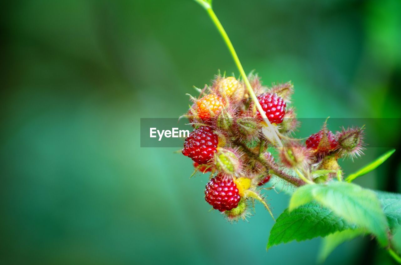 Close-up of red berries growing on plant