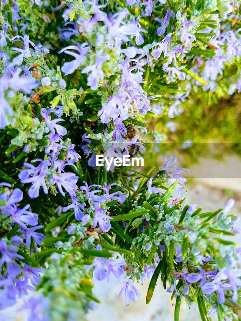 CLOSE-UP OF PLANT WITH FLOWERS