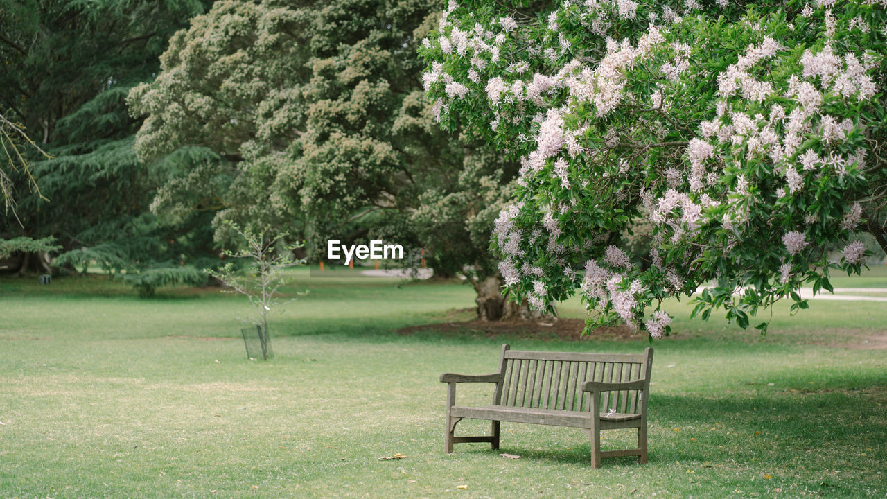 EMPTY PARK BENCH BY TREES IN GARDEN