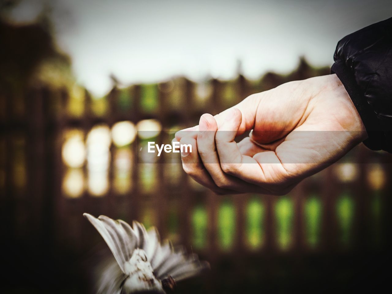 Cropped image of hand feeding bird