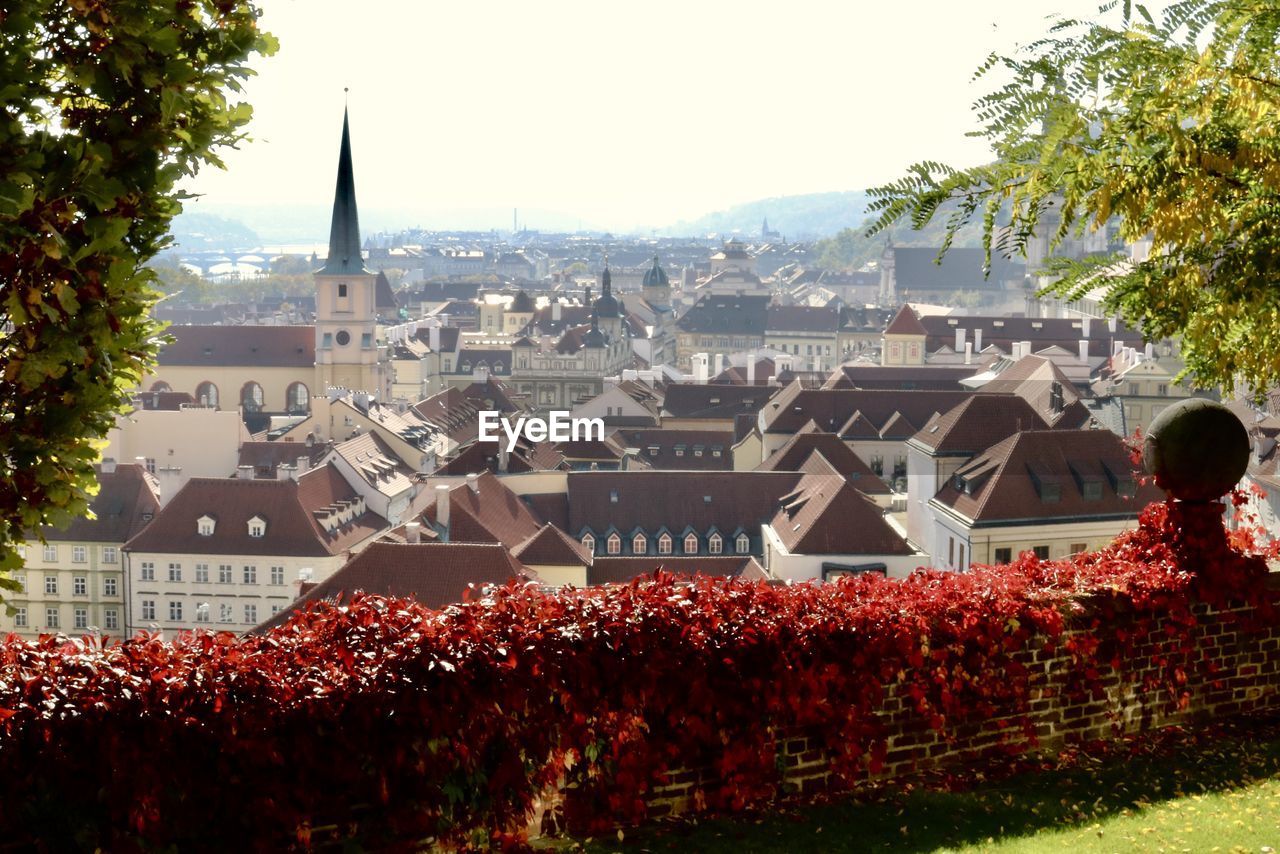 Flowering plants and buildings in city against clear sky