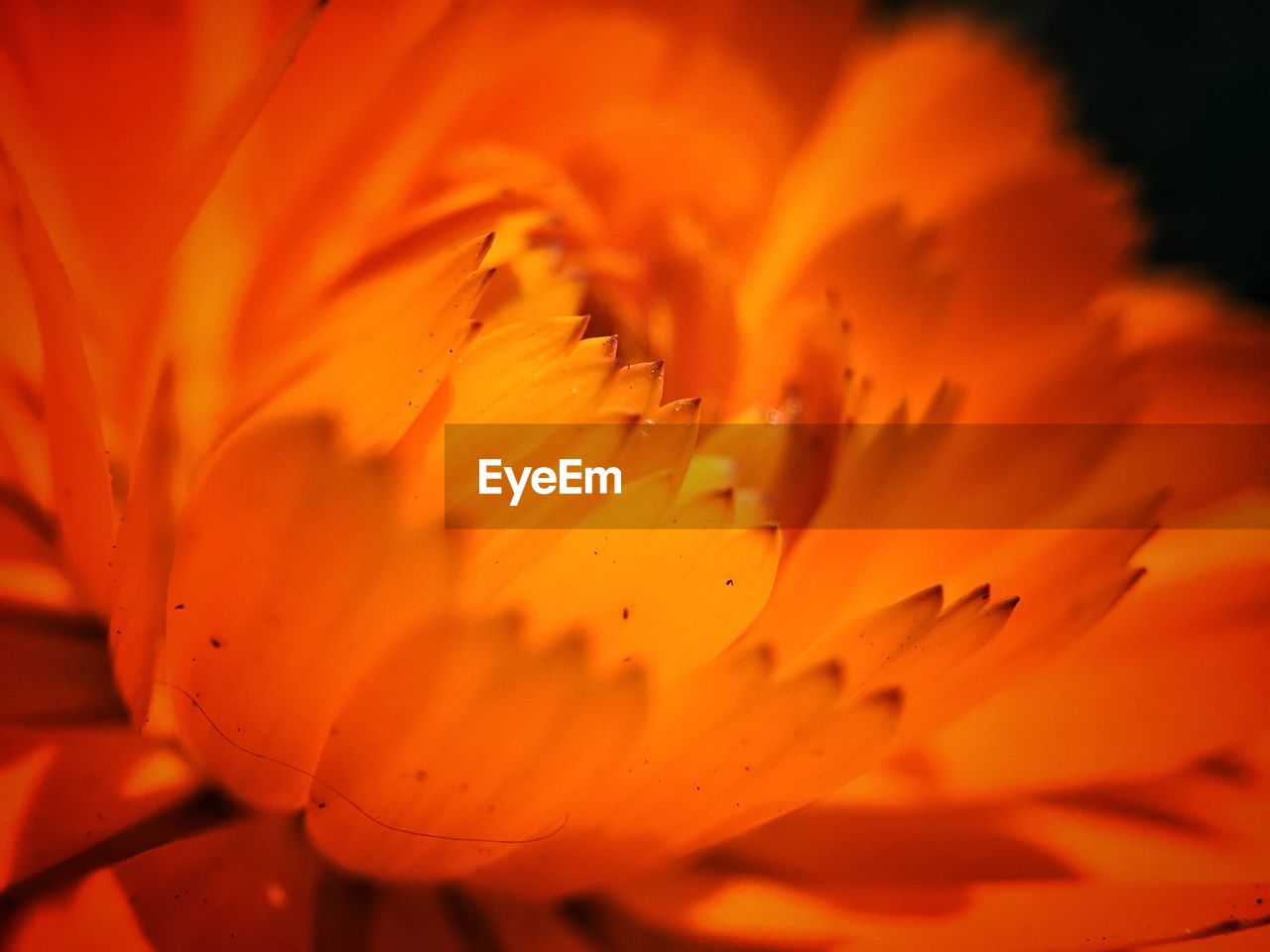 Close-up of flower petals