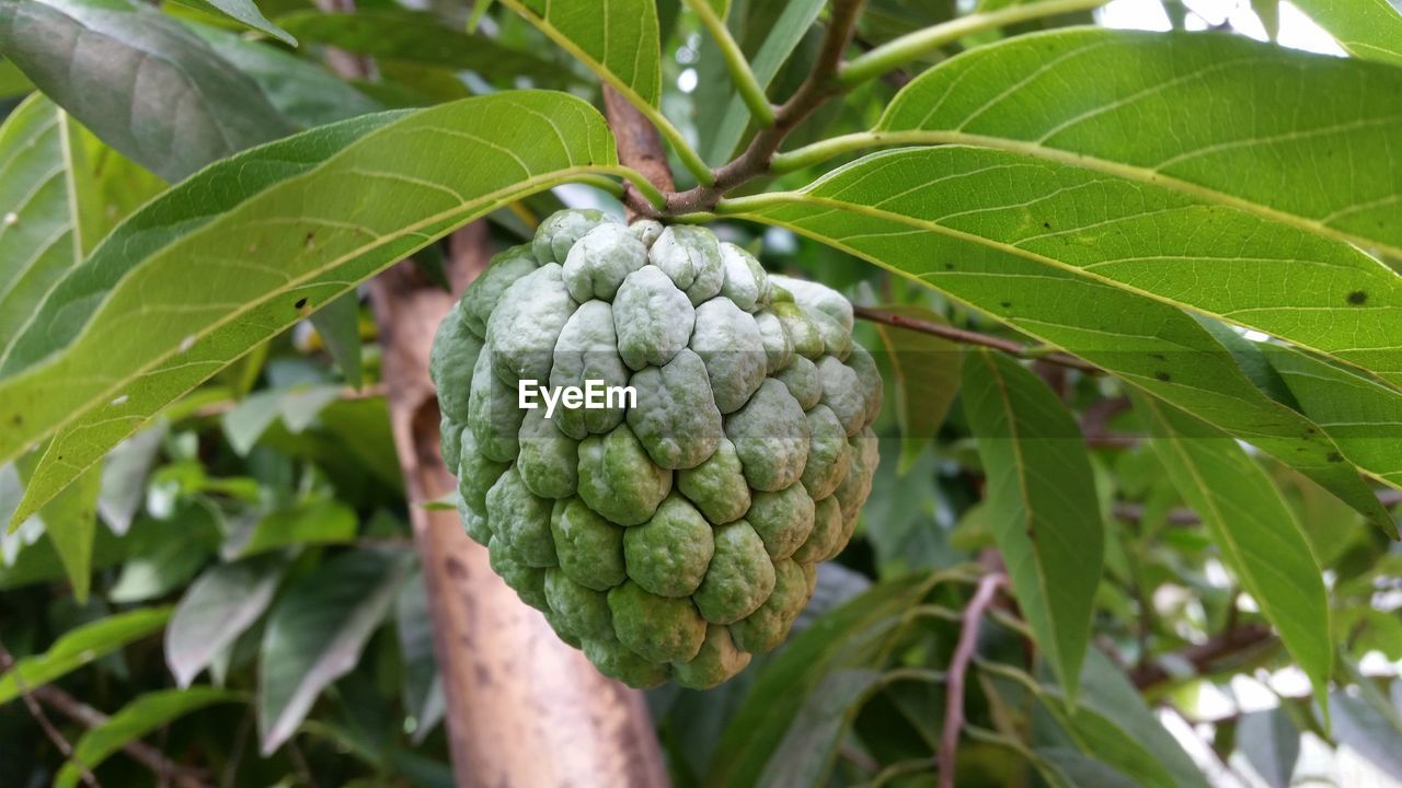 Close-up of fruit growing on tree