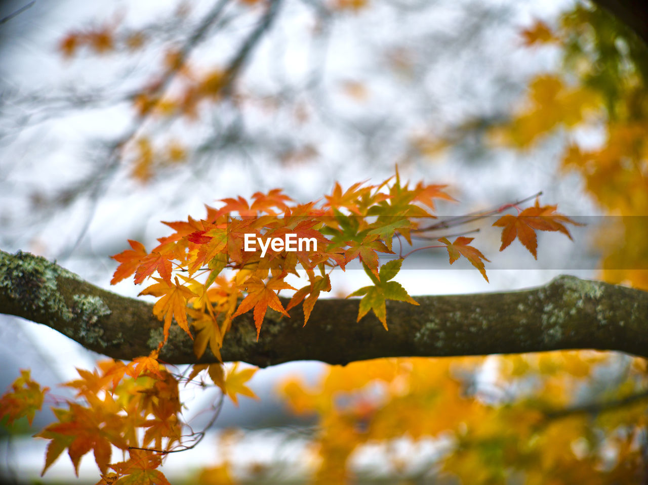 Close-up of maple leaves on tree