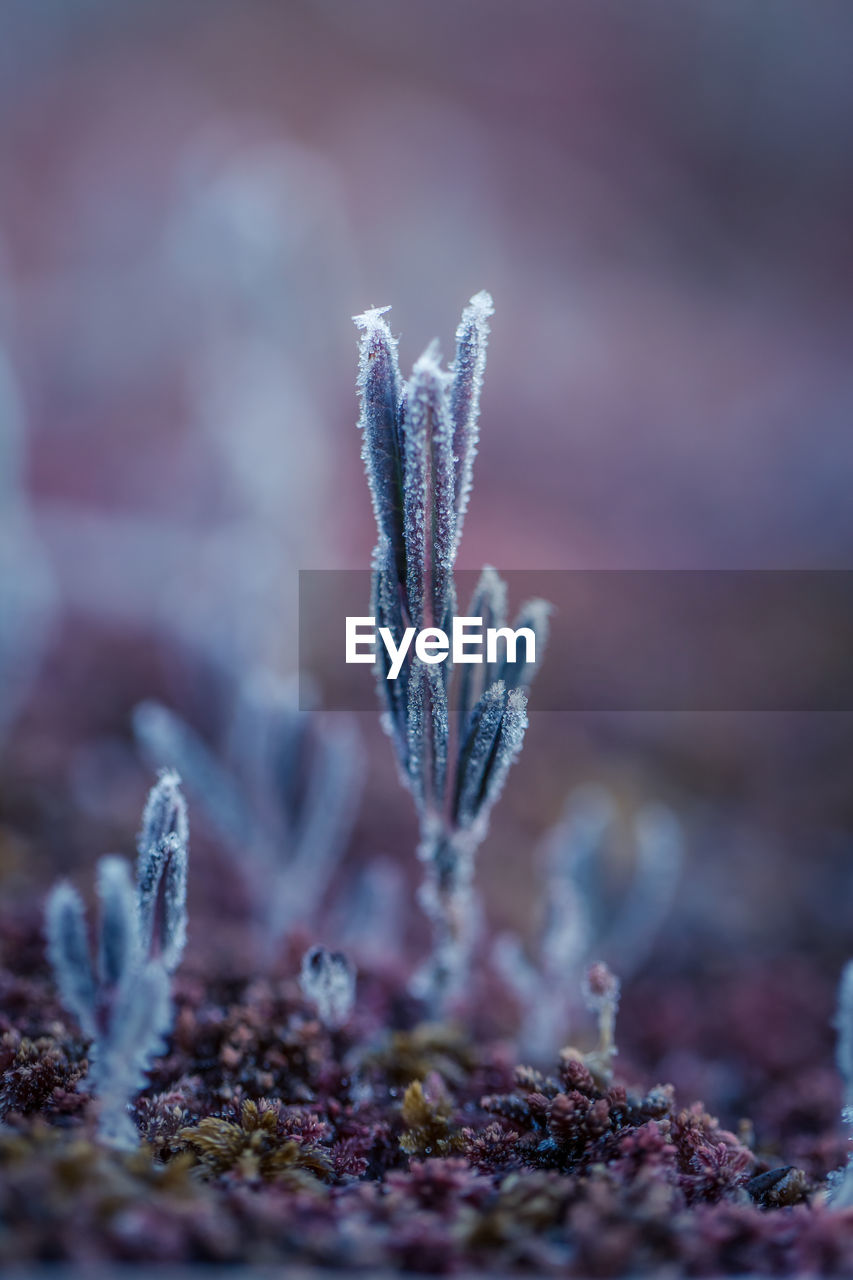 Close-up of frozen plants on field