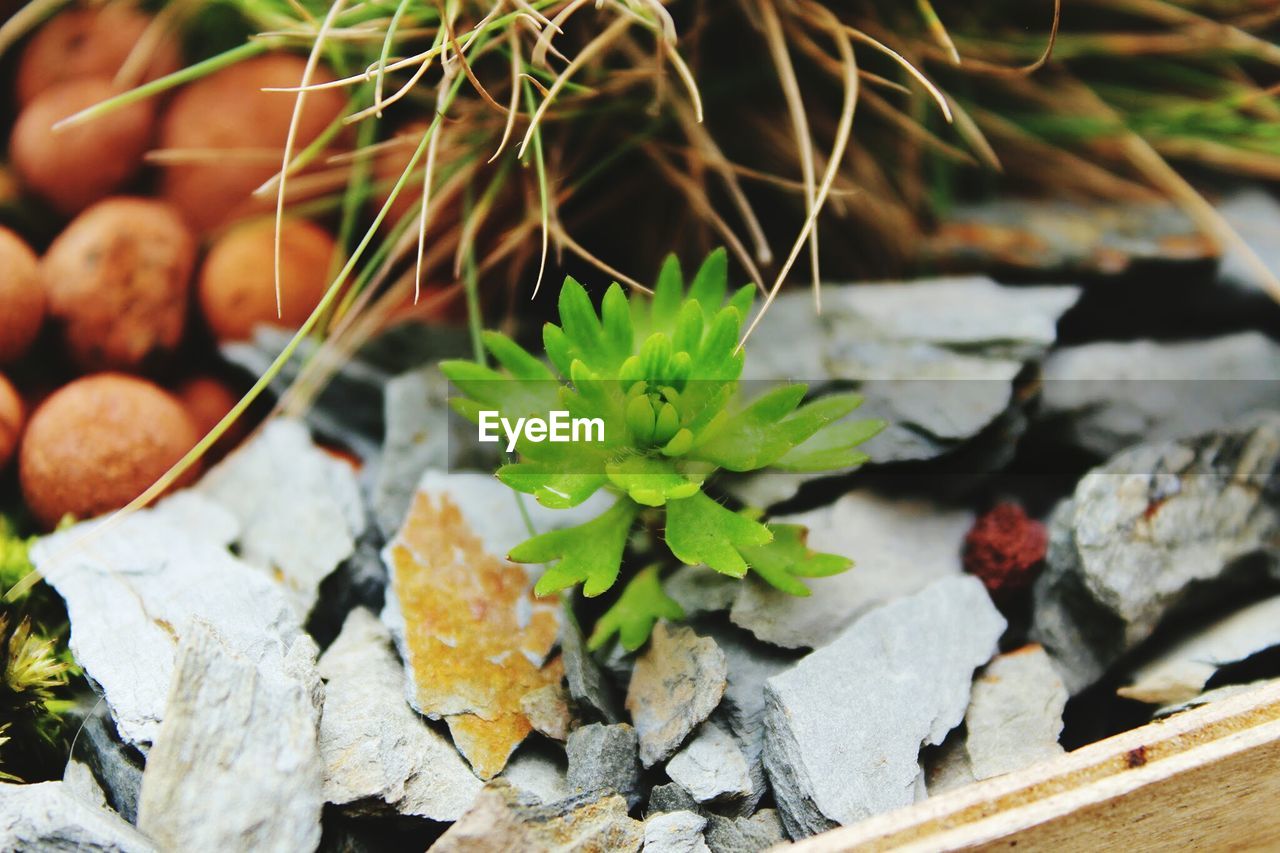 High angle view of plant growing amidst stone