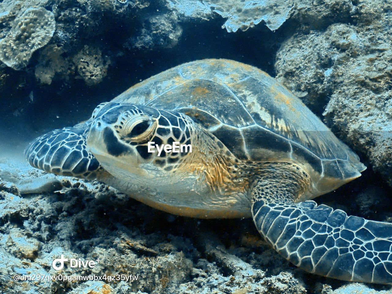 Close-up of turtle in sea