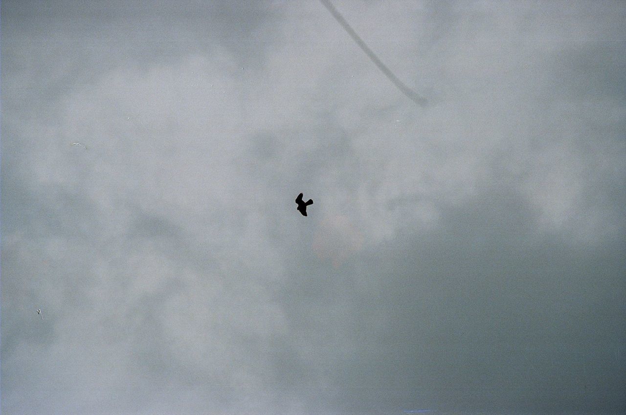 LOW ANGLE VIEW OF BIRDS FLYING OVER SKY