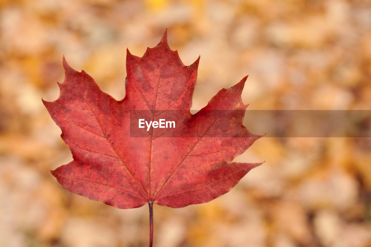 CLOSE-UP OF RED MAPLE LEAF ON TREE