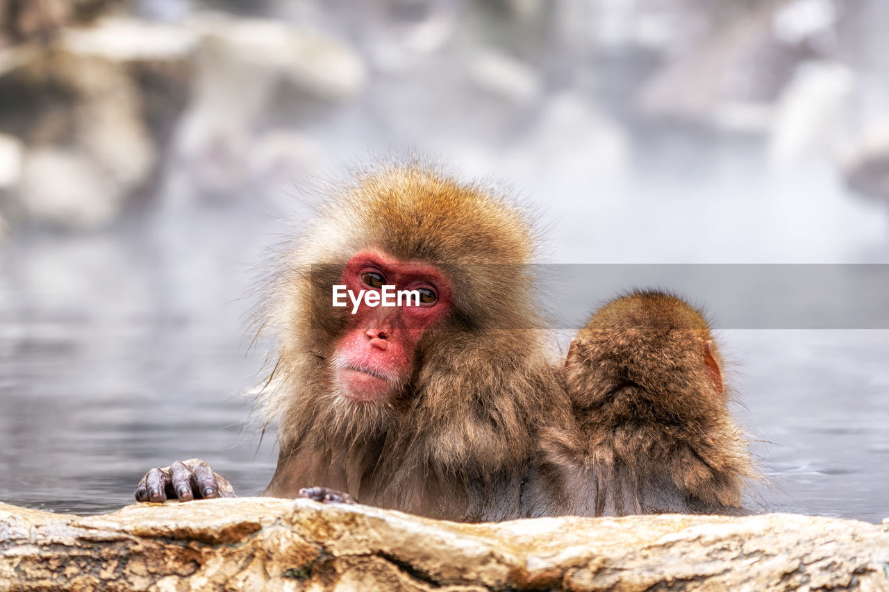 Snow monkeys, japanese macaque, relaxing by the hot spring water in jigokudani monkey park, japan.