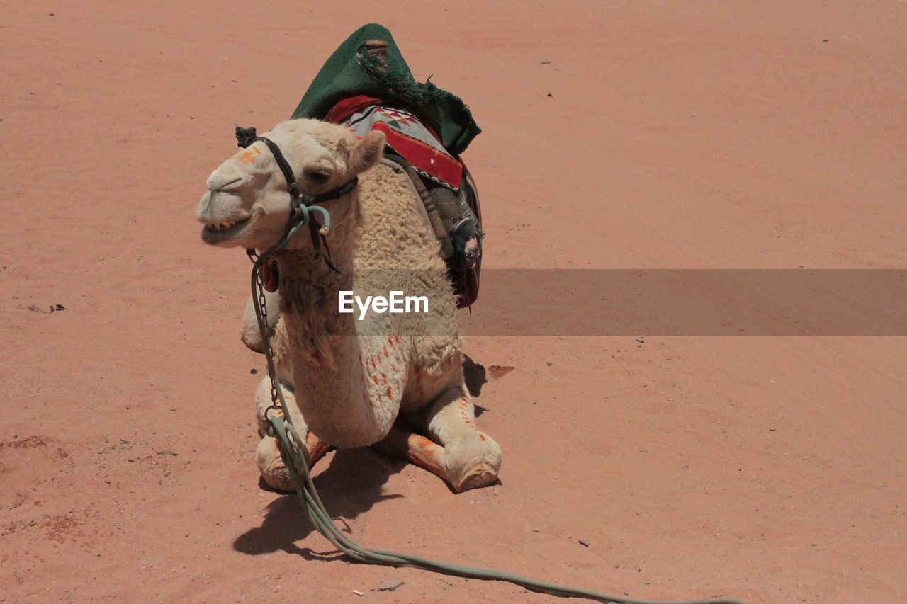 Wadi rum desert in jordania. one of the most beautiful deserts around the world. camel life