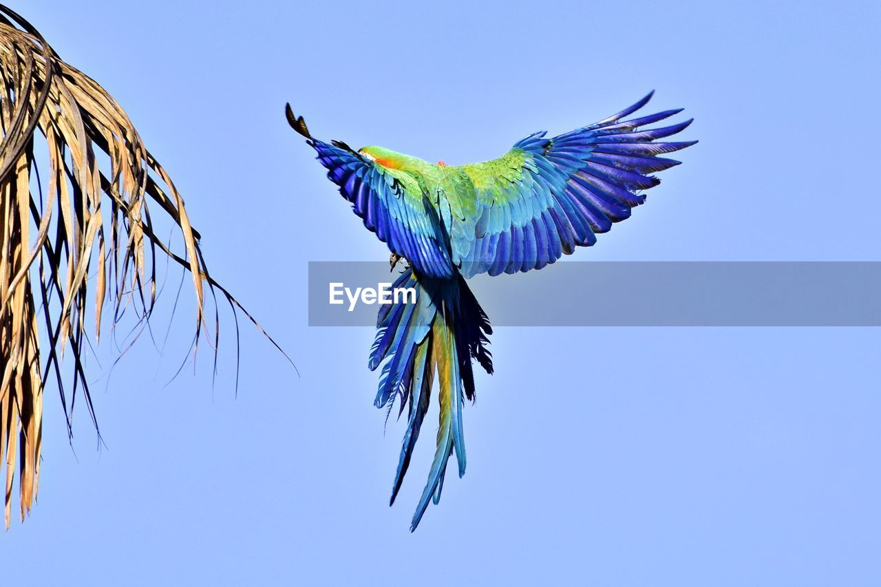 Low angle view of bird flying against clear sky