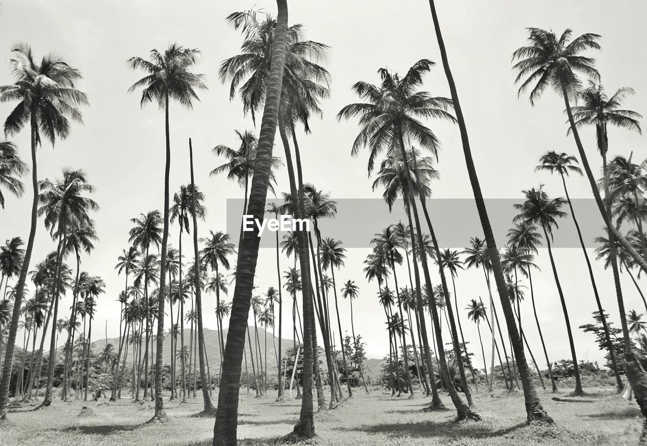 Palm trees on field against sky