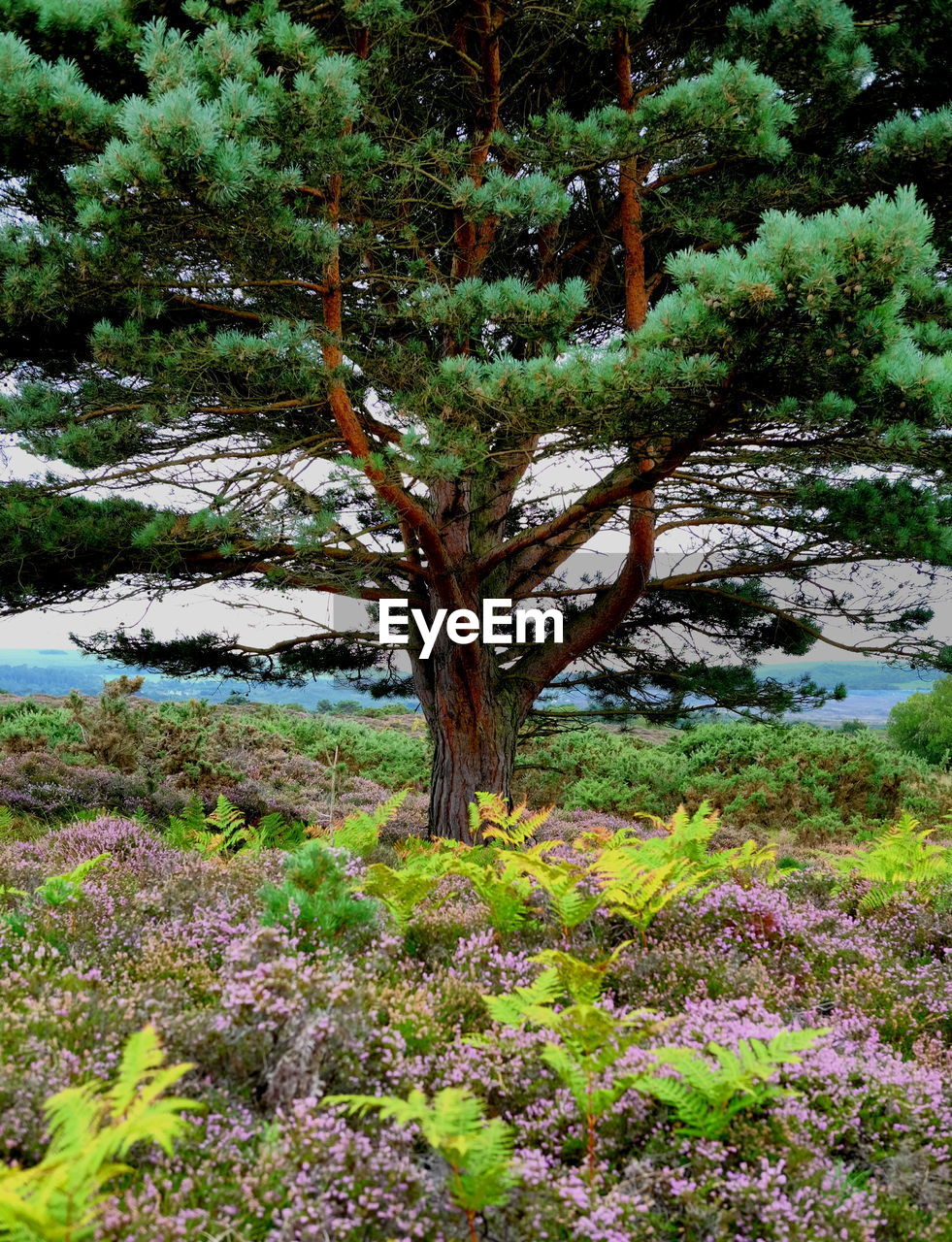 TREES AND PLANTS GROWING IN FOREST