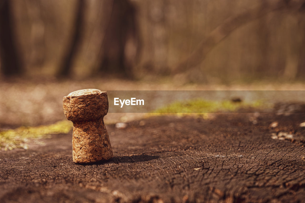 soil, nature, wood, morning, tree, close-up, no people, leaf, macro photography, selective focus, sunlight, autumn, day, land, outdoors, rock, plant, surface level, forest