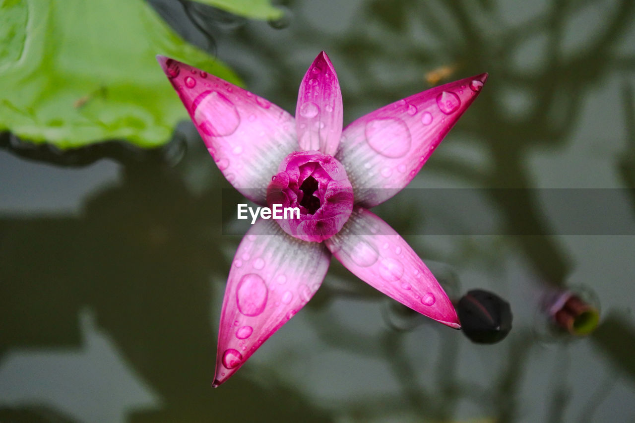 Close-up of pink lotus water lily