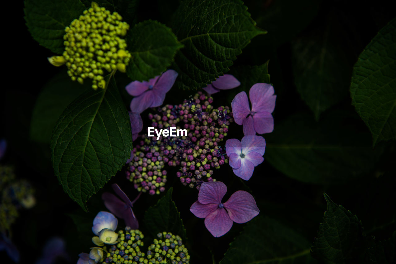 CLOSE-UP OF MULTI COLORED FLOWERS