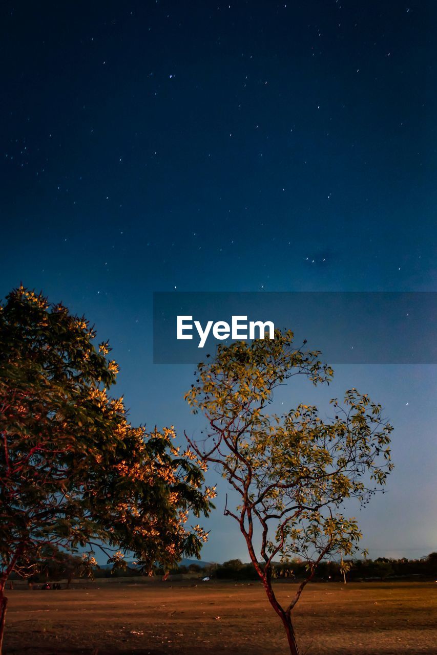 LOW ANGLE VIEW OF TREE AGAINST CLEAR SKY