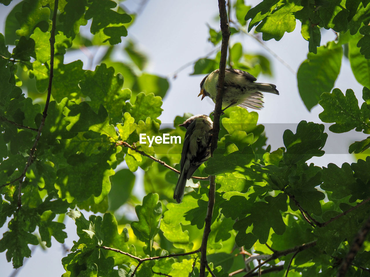 LOW ANGLE VIEW OF A BIRD PERCHING ON TREE