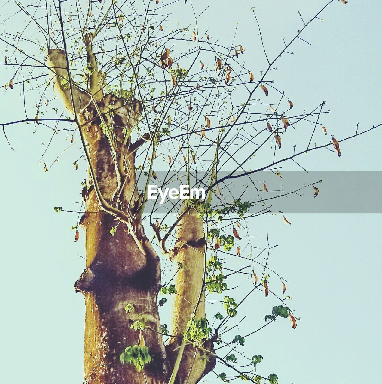 LOW ANGLE VIEW OF TREES AGAINST CLEAR SKY