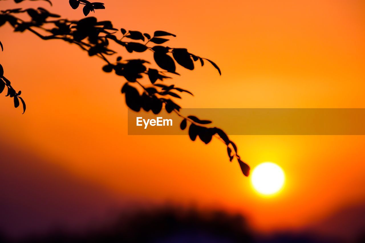 CLOSE-UP OF SILHOUETTE TREE DURING SUNSET