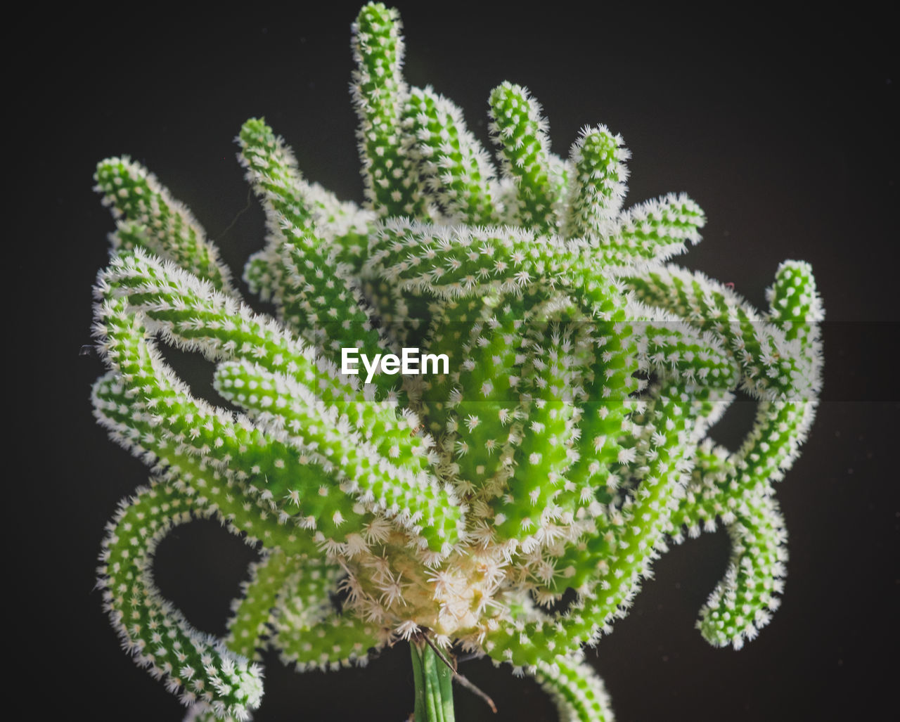 Close-up of cactus plant against black background