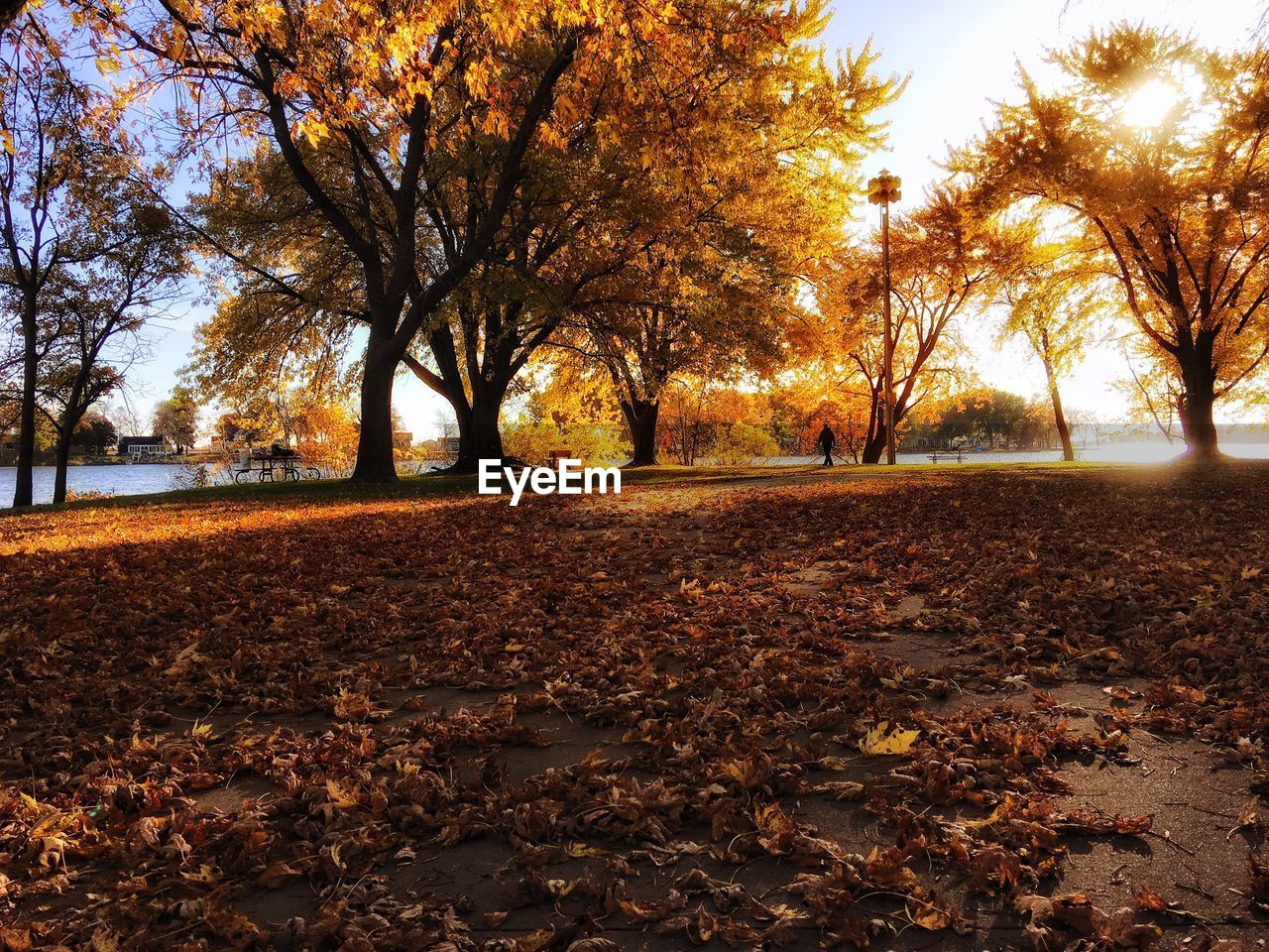 Sunlight falling on autumn leaves in park