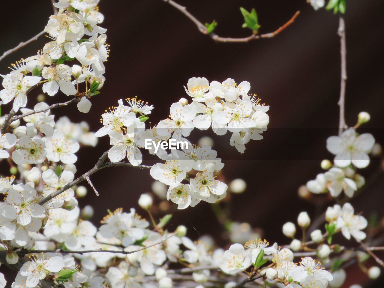 Close-up of white flowers