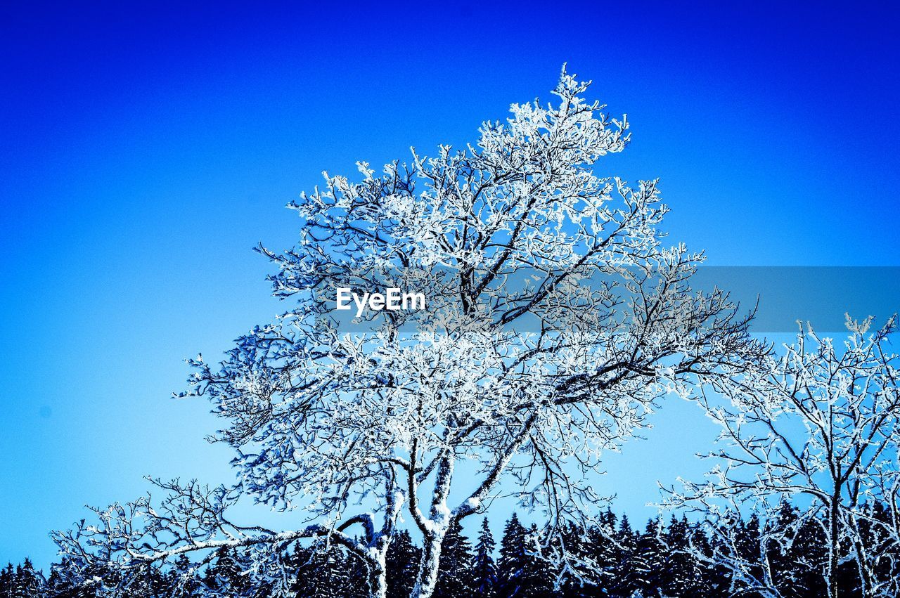 LOW ANGLE VIEW OF TREES AGAINST CLEAR BLUE SKY