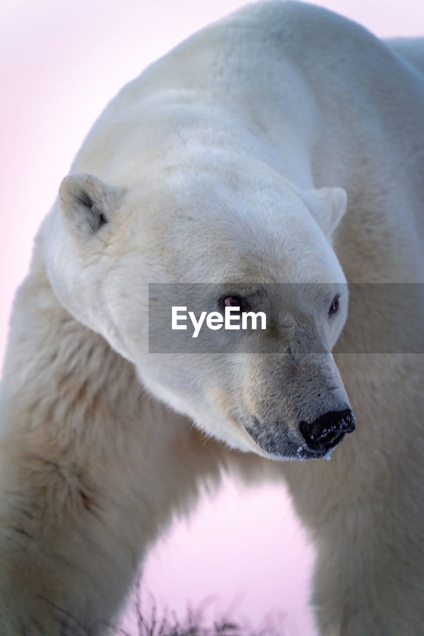 Close-up of polar bear moving head right