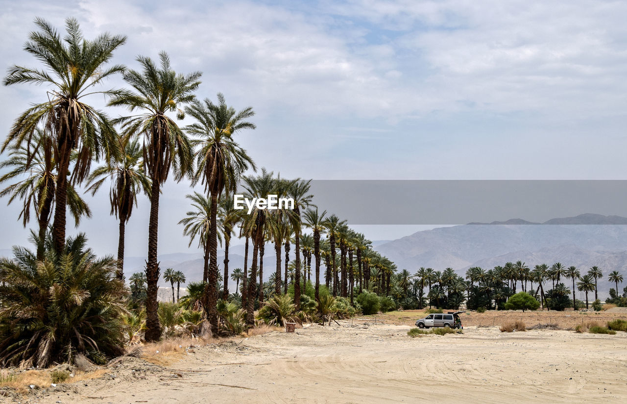 Date palm trees planted in row by sand and car