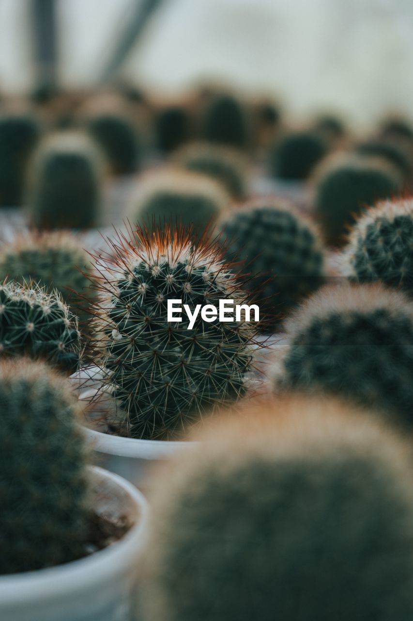 Close-up of cactus in potted plant
