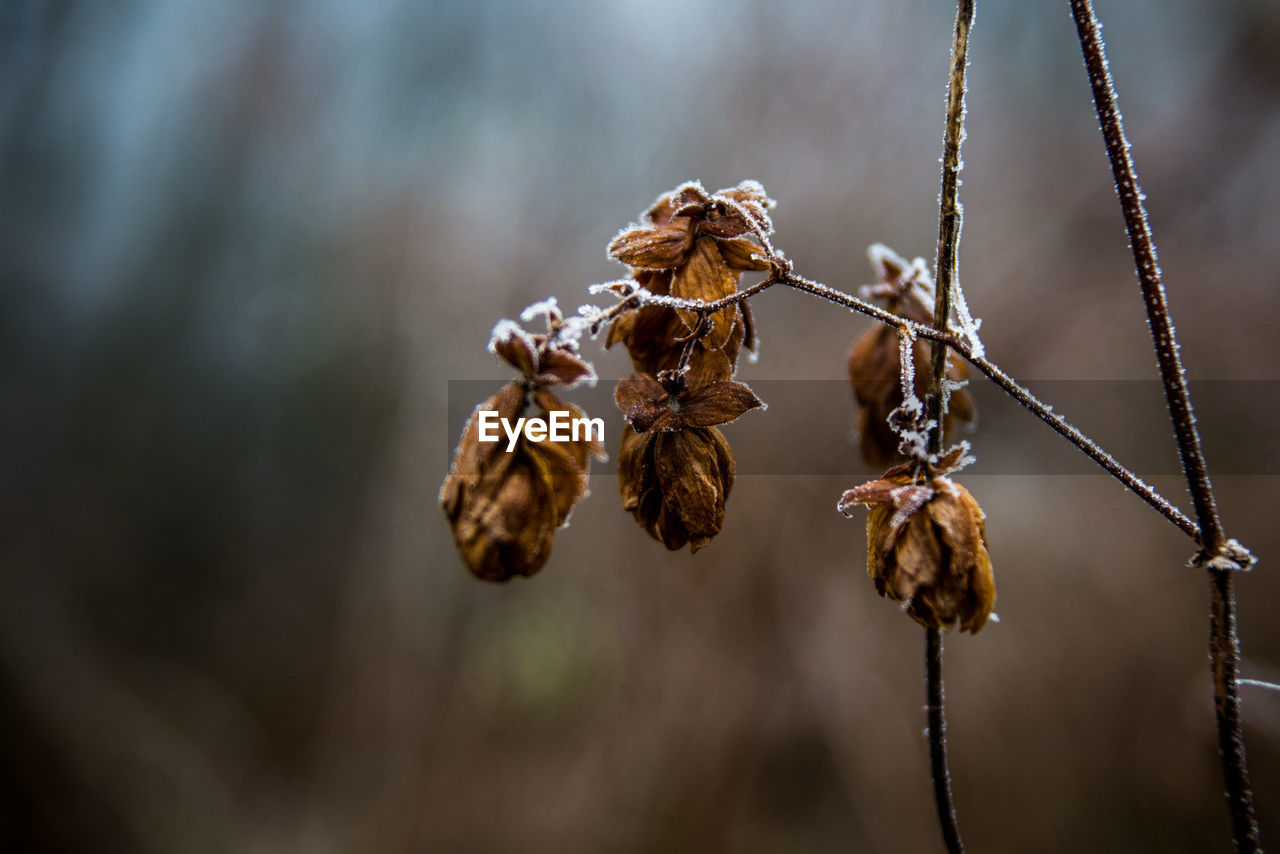 CLOSE-UP OF DRIED HANGING ON PLANT OUTDOORS