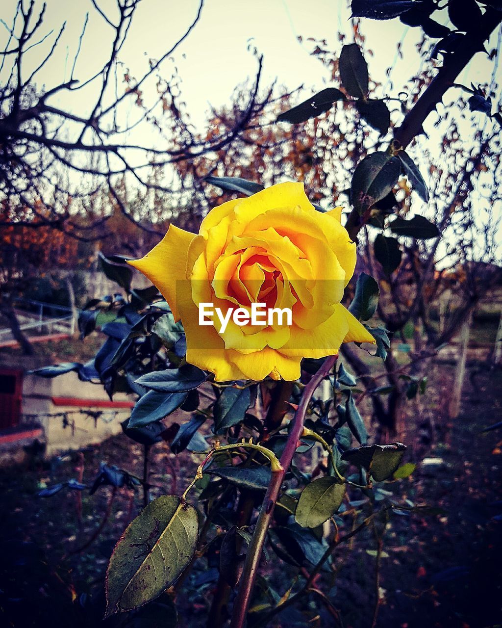 CLOSE-UP OF YELLOW FLOWER TREE