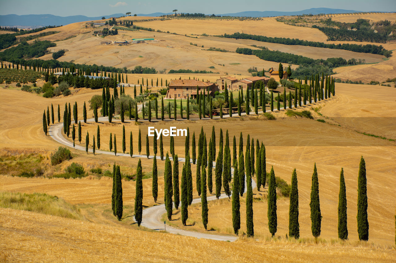 Cypress road in tuscany