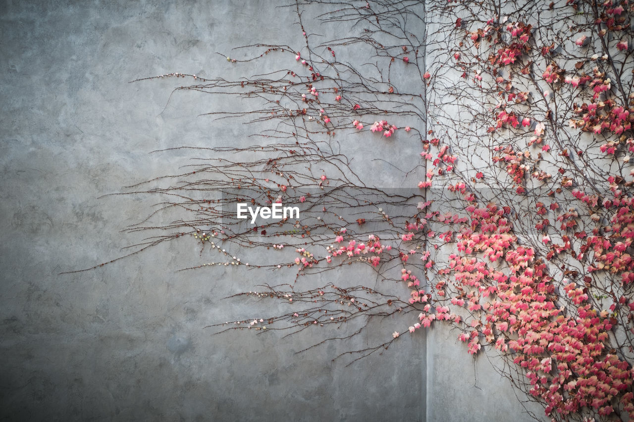 Close-up of ivy on tree