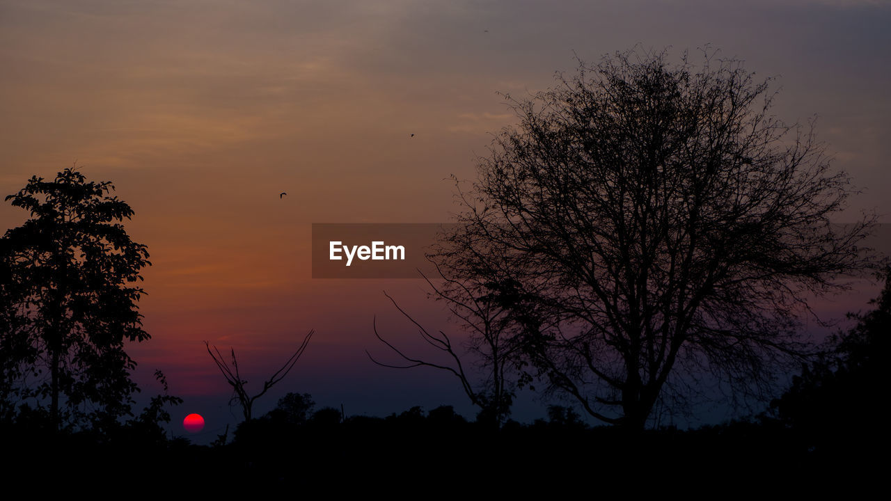 Silhouette tree against sky during sunset